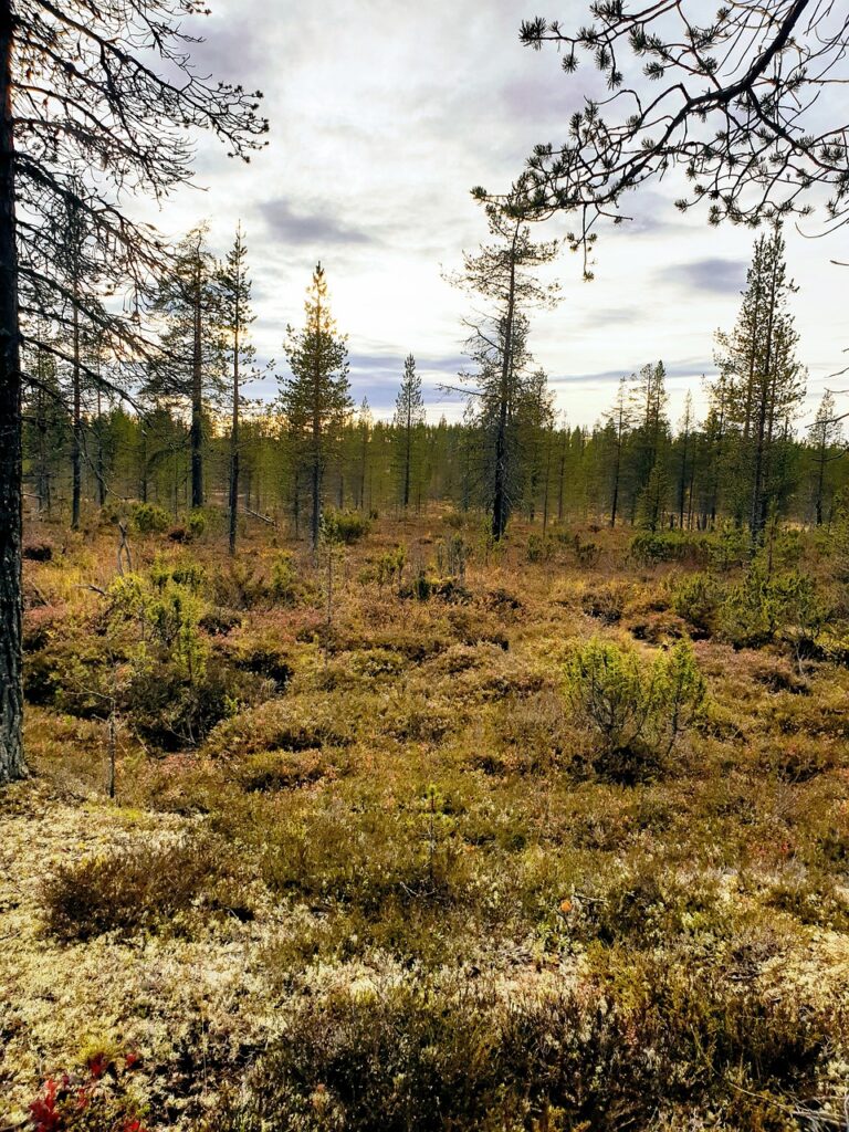 lapland, faq, the island in the back